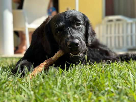 Dogorama Photo Challenge - Details Ganz nah-Beitrag-Bild