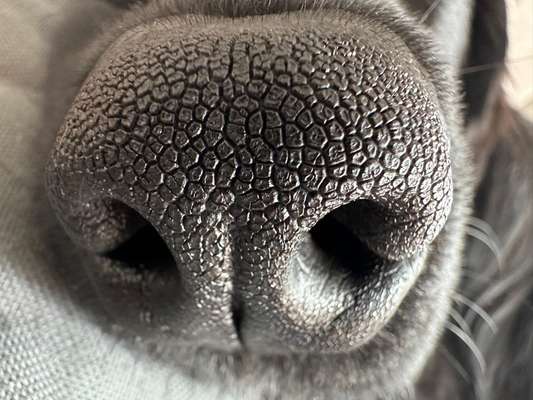 Dogorama Photo Challenge - Details Ganz nah-Beitrag-Bild