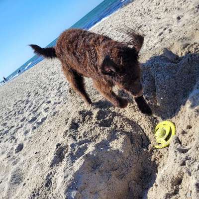 Hundeauslaufgebiet-Hundestrand Kühlungsborn (einer von 3)-Bild