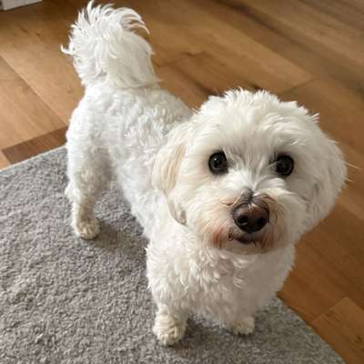 Hundetreffen-Gassirunde oder spielen