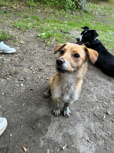 Wie kamst du zu deinem Hund?-Beitrag-Bild