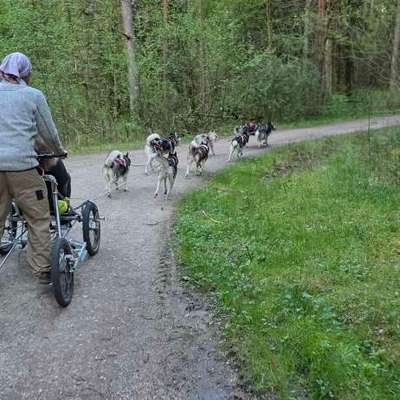 Hundetreffen-Husky Treffen, Gassi gehen und Zugsport-Bild