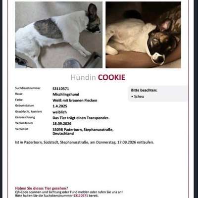 Suchmeldung-Cookie-Bild