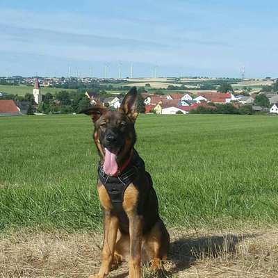 Hundetreffen-Spazieren Nähe Weißenburg in Bayern-Bild