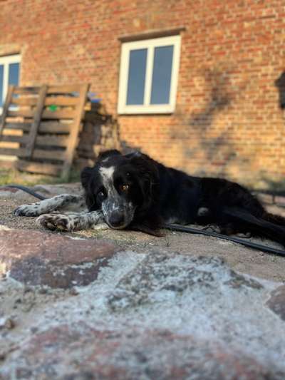 Zeigt mal eure border Collies :)-Beitrag-Bild