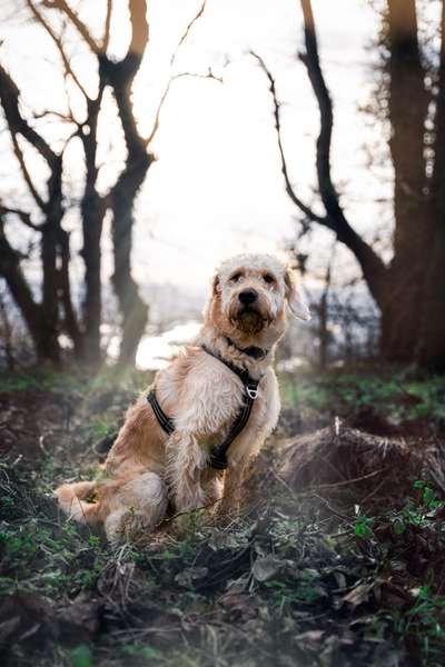 Wald Bild-Beitrag-Bild