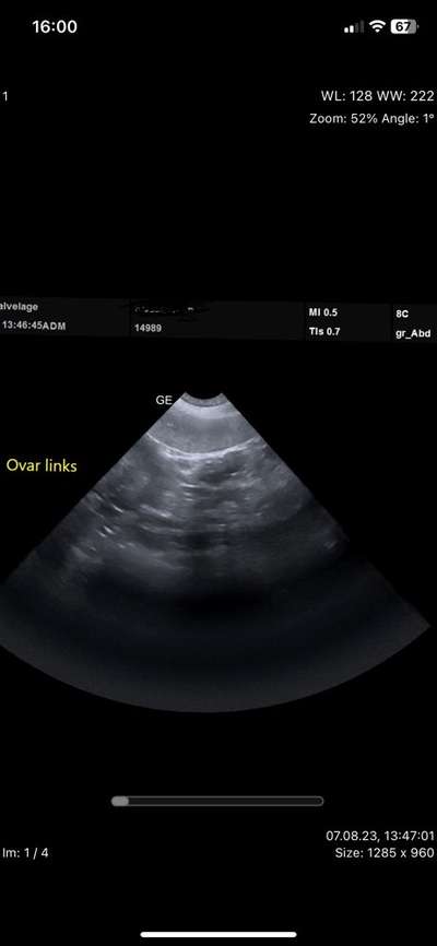 Trächtigkeit oder doch nicht?-Beitrag-Bild