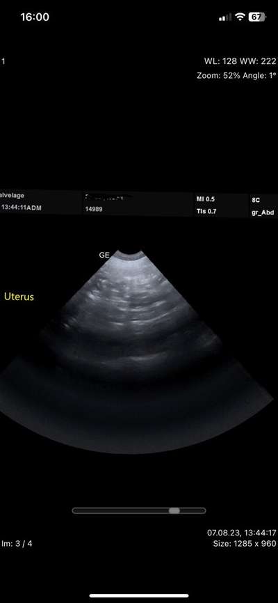 Trächtigkeit oder doch nicht?-Beitrag-Bild