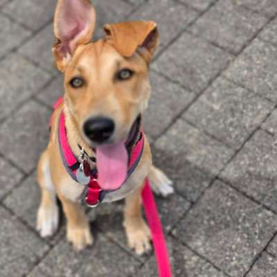 Hundetreffen-Gemeinsame Gassirunden oder Playdates-Bild