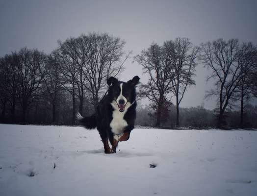 Hundetreffen-Gemeinsame Hunde-Runden-Bild