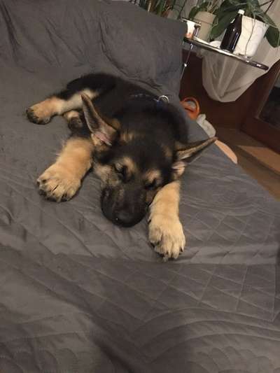 Weitere Große Schweizer Sennenhunde (oder andere große Rassen) hier?-Beitrag-Bild