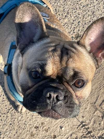 Französische Bulldoggen-Beitrag-Bild