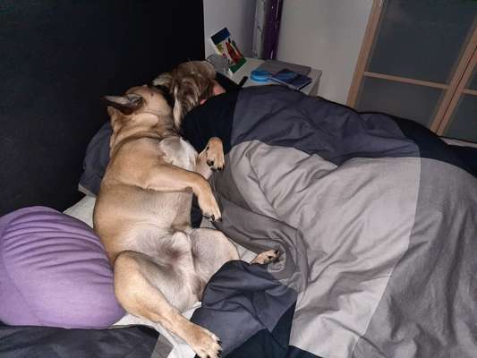 Französische Bulldoggen-Beitrag-Bild