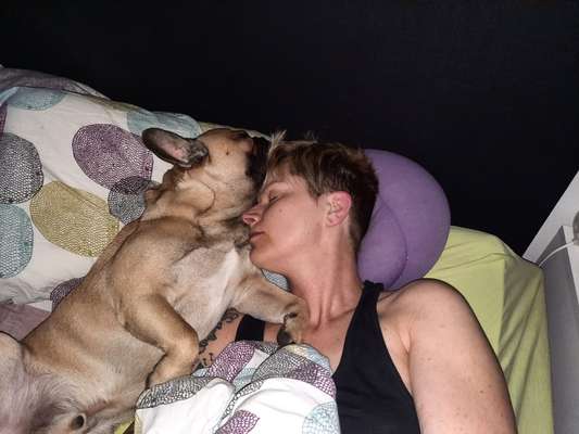 Französische Bulldoggen-Beitrag-Bild