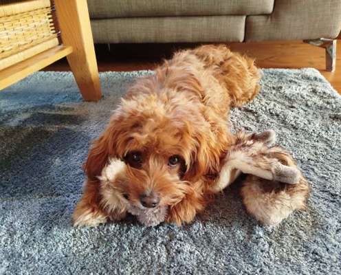 cavapoos-Beitrag-Bild