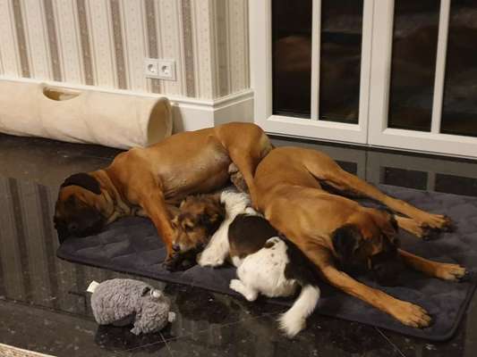 Rhodesian Ridgeback-Beitrag-Bild