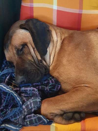 Rhodesian Ridgeback-Beitrag-Bild