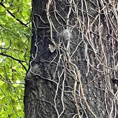 Giftköder-Vorsicht Prozessionsspinner entdeckt-Bild