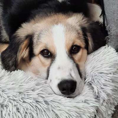 TierschutzhundeStammtisch🐕-Beitrag-Bild