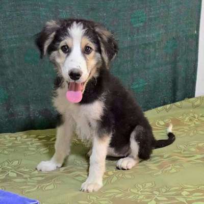 TierschutzhundeStammtisch🐕-Beitrag-Bild