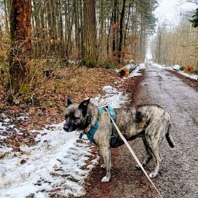 TierschutzhundeStammtisch🐕-Beitrag-Bild