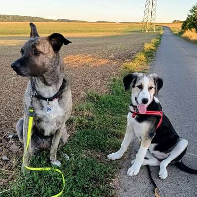 TierschutzhundeStammtisch🐕-Beitrag-Bild