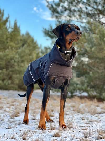 Wo sind hier die Dobermänner-Beitrag-Bild