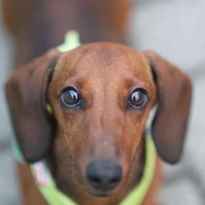 Hundetreffen-Kleine Hundefreunde gesucht