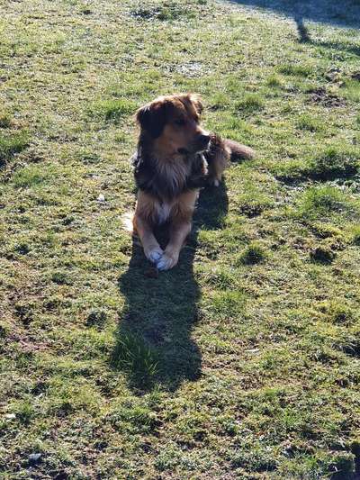 Hundetreffen-Gemeinsame Wanderungen Emsland-Bild