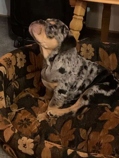 Welpenfotos-Beitrag-Bild