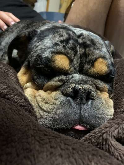 Olde English Bulldogge-Beitrag-Bild