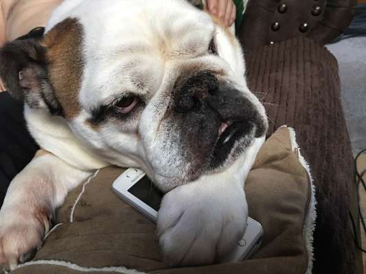 Olde English Bulldogge-Beitrag-Bild