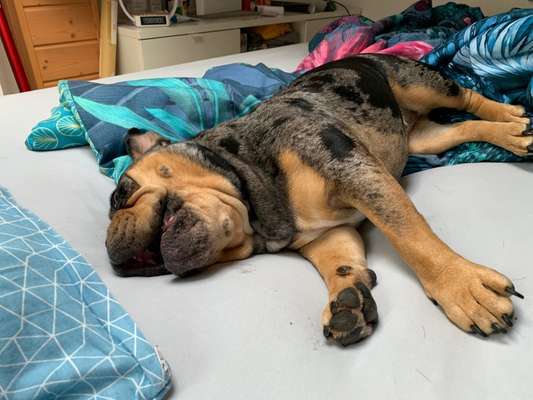 Olde English Bulldogge-Beitrag-Bild