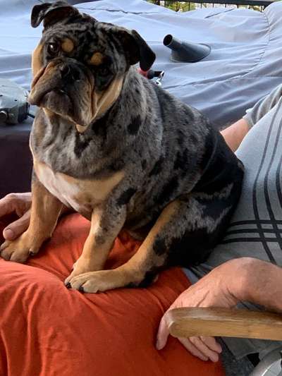 Welpenfotos-Beitrag-Bild