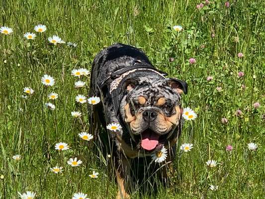 Olde English Bulldogge-Beitrag-Bild