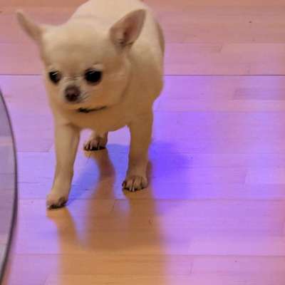 Hundetreffen-Suche Betreuung-Bild