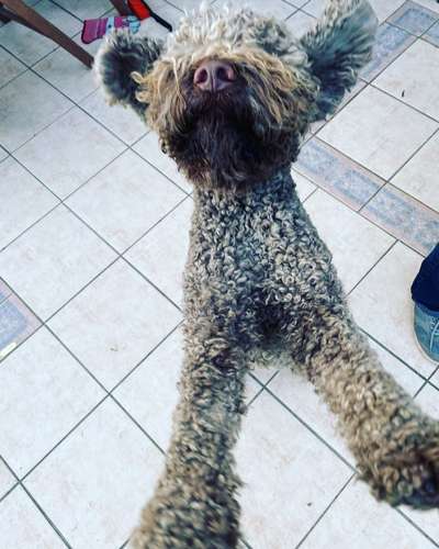 Die Dogorama Kalender Challenge Titelbild-Beitrag-Bild