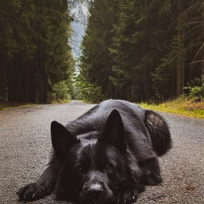 Hundetreffen-Social Walk / Hundebegegnungen trainieren-Bild