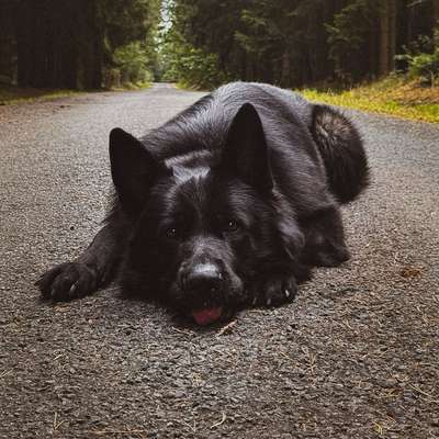 Hundetreffen-Social Walk / Hundebegegnungen trainieren-Bild