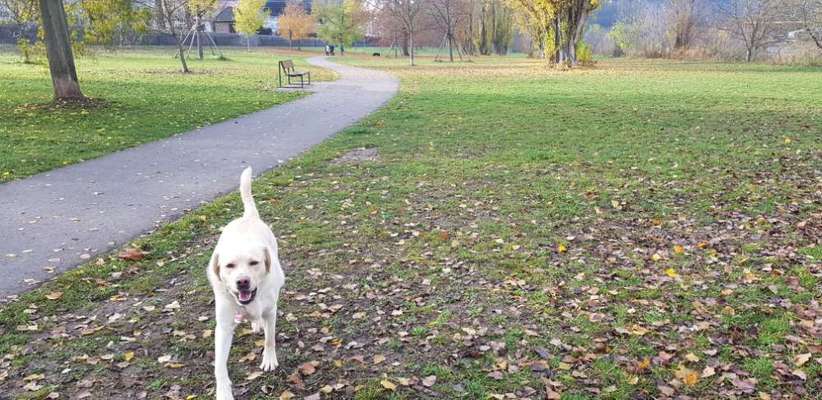 Hundeauslaufgebiet-Zellerau Mainwiesen-Bild