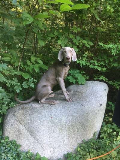 Weimaraner-Beitrag-Bild