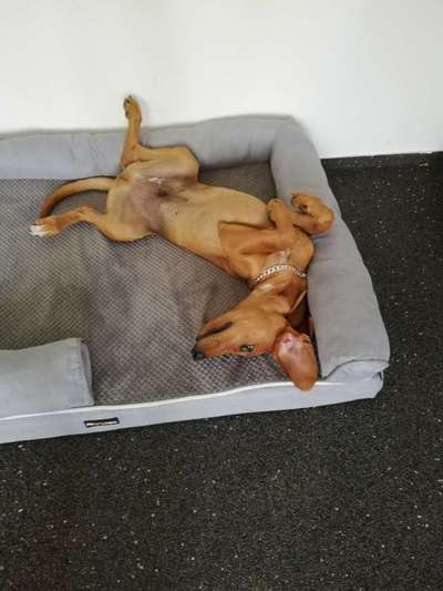 Dogorama Photo Challenge - Zeigt her eure Bäuche-Beitrag-Bild