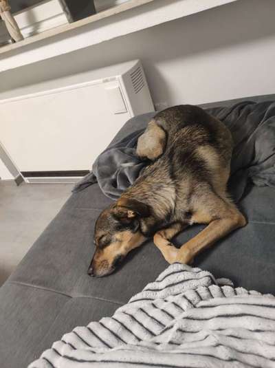 TierschutzhundeStammtisch🐕-Beitrag-Bild