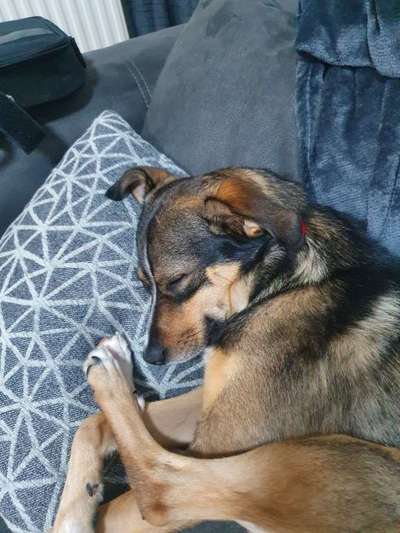 139. Fotochallenge - HUNDEKNOTEN-Beitrag-Bild