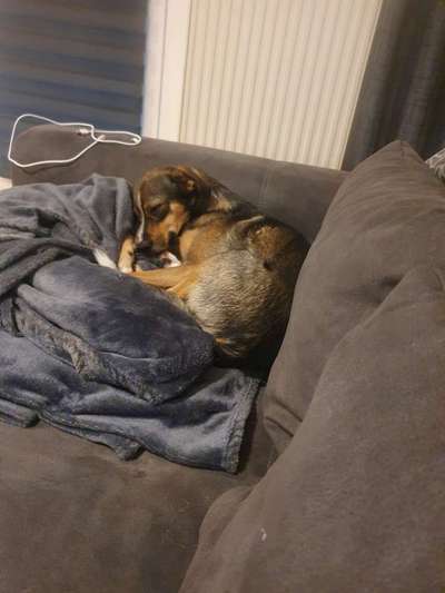 Dogorama Photo Challenge - Details Ganz nah-Beitrag-Bild