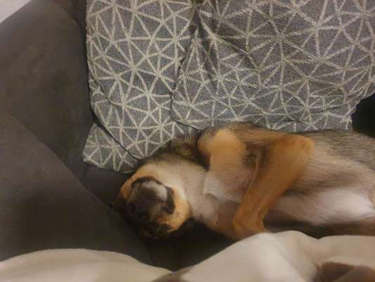 Dogorama Photo Challenge - Zeigt her eure Bäuche-Beitrag-Bild