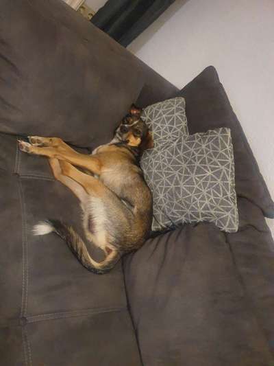 TierschutzhundeStammtisch🐕-Beitrag-Bild