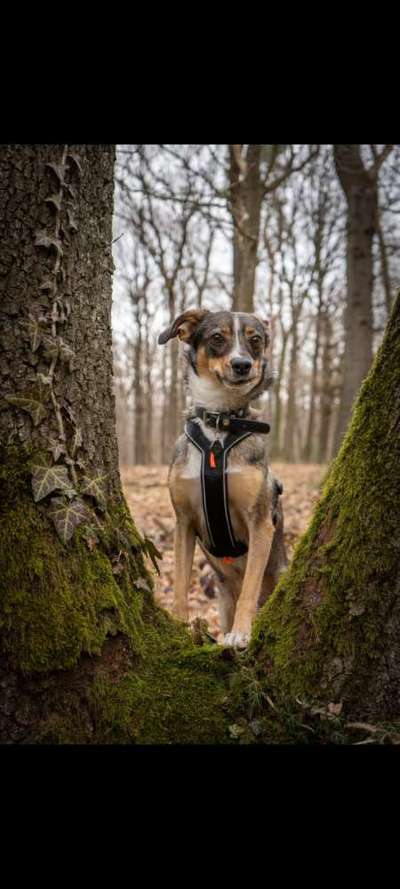 Zeige den lustigsten Blick deines Hundes-Beitrag-Bild