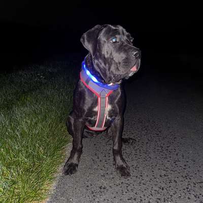 Hundetreffen-Spielen + Sozialisierung-Bild