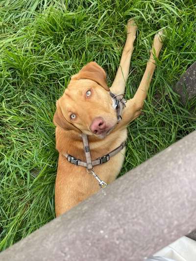 Mischlingshunde Foto Aufruf-Beitrag-Bild